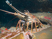 Picture 'Cur1_0_01185 Lobster, Painted Rock Lobster, Curacao'